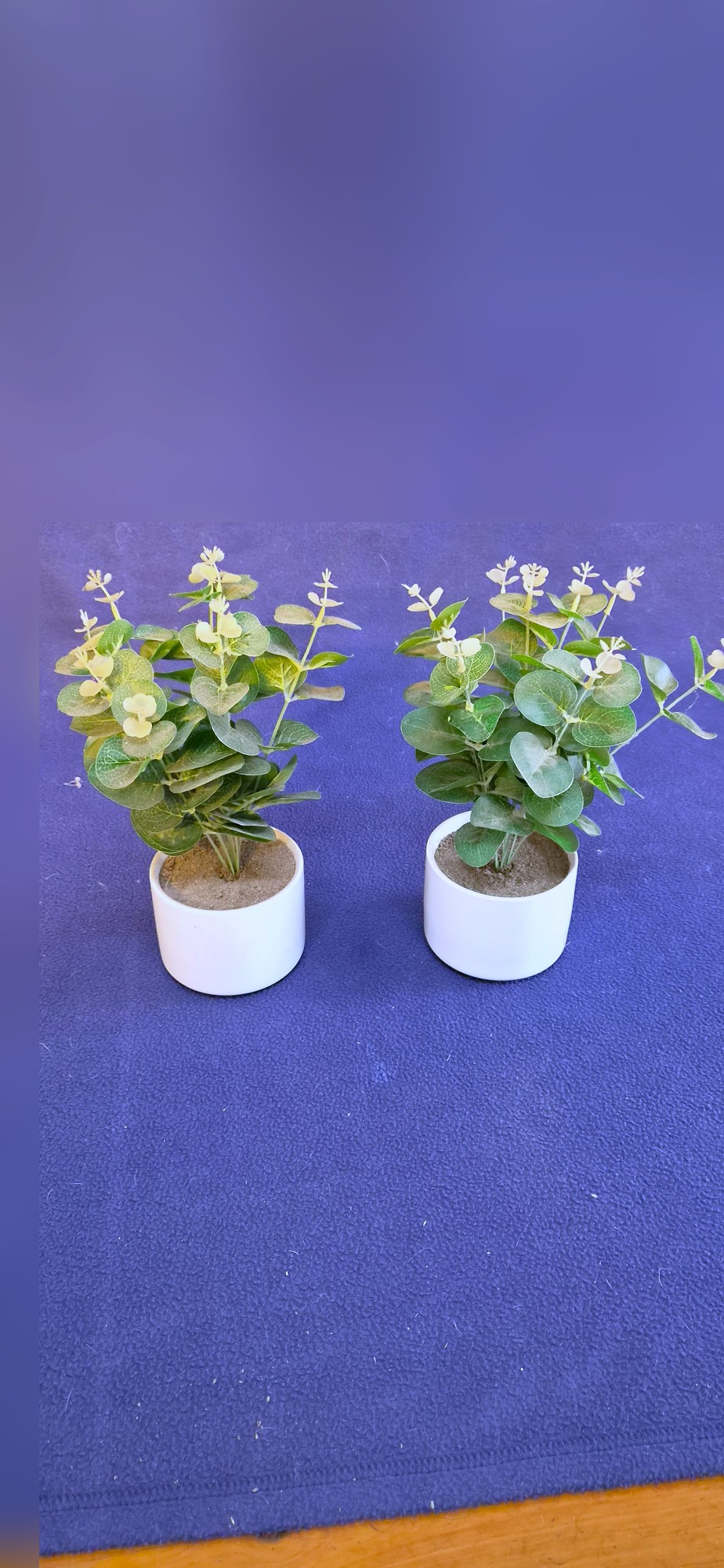 Faux eucalyptus plants in white ceramic pots x2